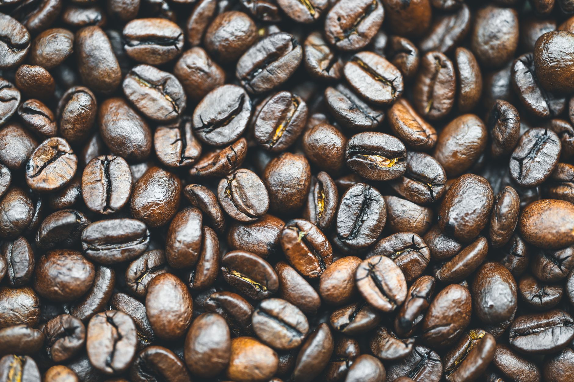 Why Choose Teddy Outdoors for Performance Coffee in Staten Island? — professional context photo for Staten Island, New York